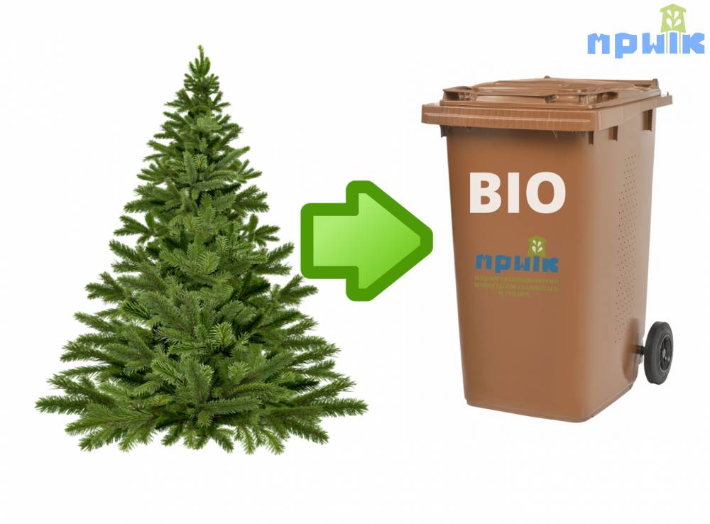 Zdjęcie: 